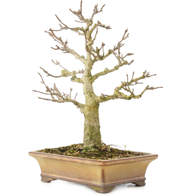 Acer buergerianum, 20 cm, ± 35 jaar oud, uit privécollectie en met geweldige persoonlijke zorg gekweekt, met oude schors, kleine blaadjes en grote vertakkingen