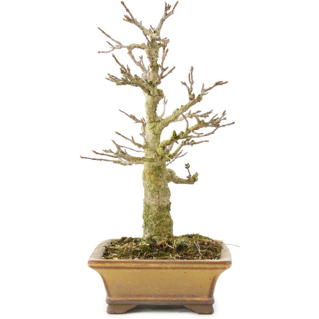 Acer buergerianum, 20 cm, ± 35 years old, from a private collection and cultivated with amazing personal care, with old bark, small leaves and great ramification