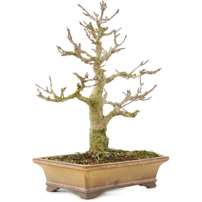 Acer buergerianum, 20 cm, ± 35 years old, from a private collection and cultivated with amazing personal care, with old bark, small leaves and great ramification