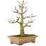 Acer buergerianum, 20 cm, ± 35 años, procedente de colección privada y cultivado con un cuidado personal asombroso, con corteza vieja, hojas pequeñas y gran ramificación