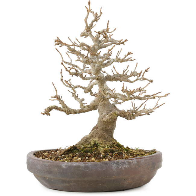 Acer buergerianum, 21 cm, ± 35 años