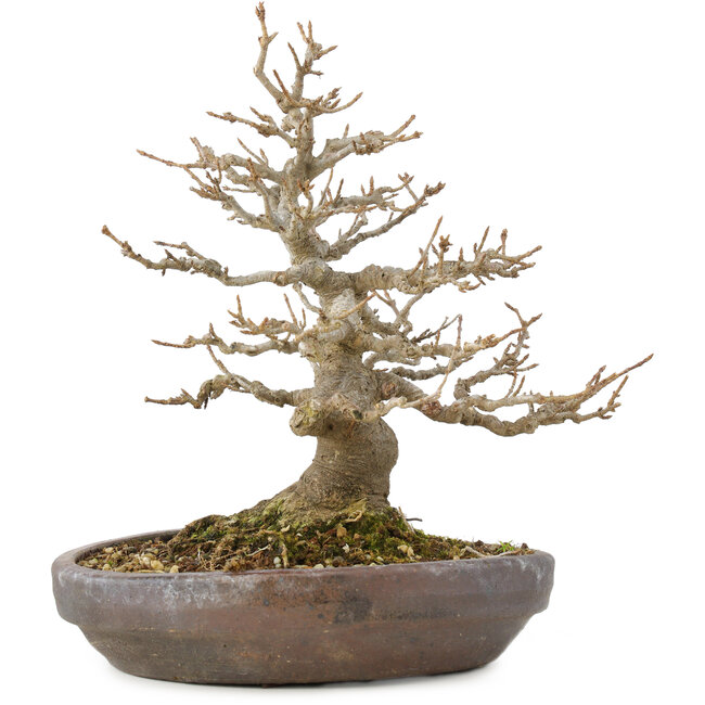 Acer buergerianum, 21 cm, ± 35 anni