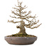 Acer buergerianum, 21 cm, ± 35 jaar oud