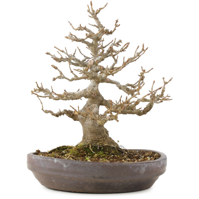 Acer buergerianum, 21 cm, ± 35 Jahre alt