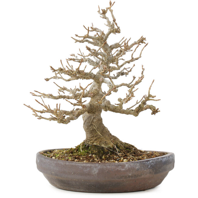 Acer buergerianum, 21 cm, ± 35 anni