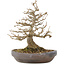 Acer buergerianum, 21 cm, ± 35 jaar oud