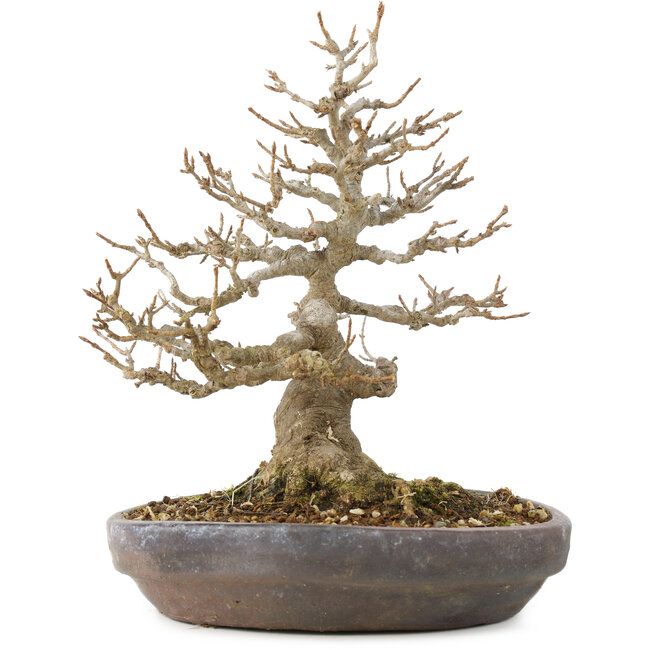 Acer buergerianum, 21 cm, ± 35 jaar oud