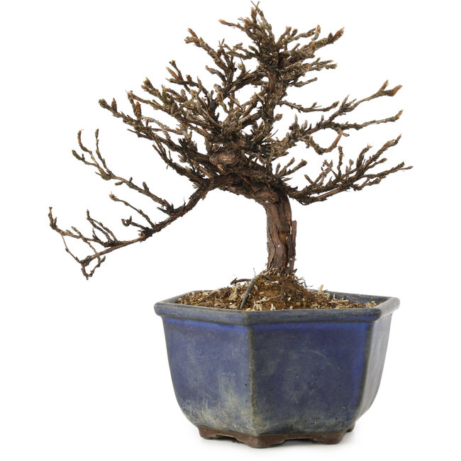 Potentilla fruticosa, 15 cm, ± 8 years old