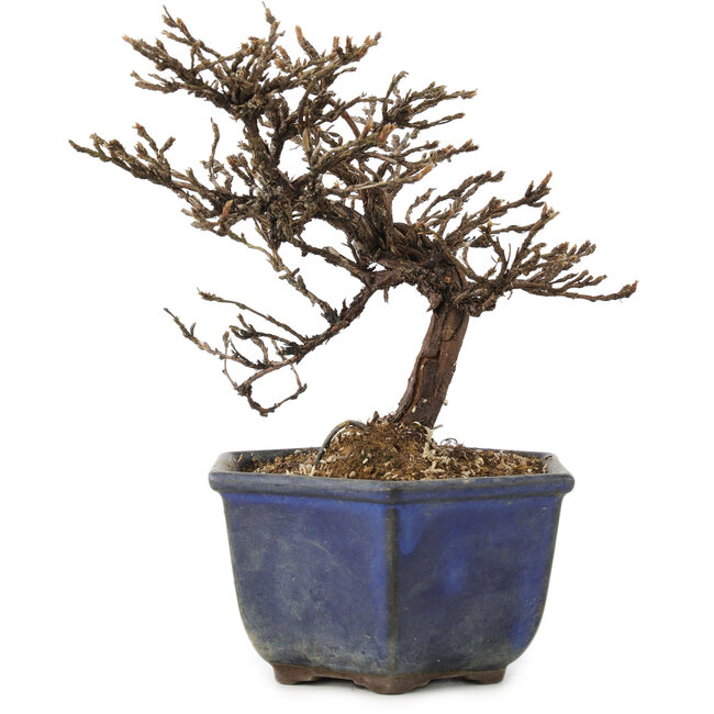 Potentilla fruticosa, 15 cm, ± 8 años