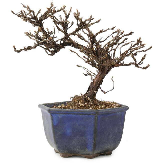 Potentilla fruticosa, 15 cm, ± 8 años