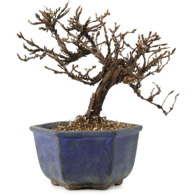 Potentilla fruticosa, 15 cm, ± 8 anni