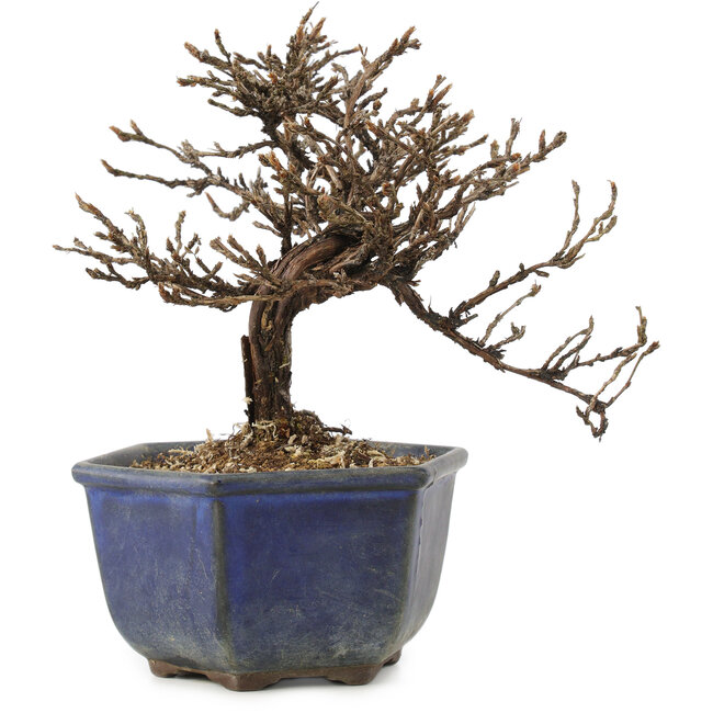 Potentilla fruticosa, 15 cm, ± 8 anni