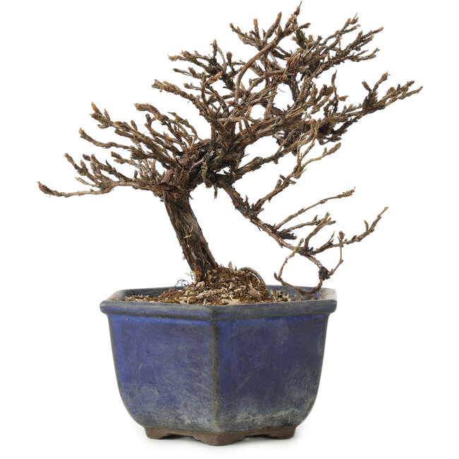 Potentilla fruticosa, 15 cm, ± 8 años