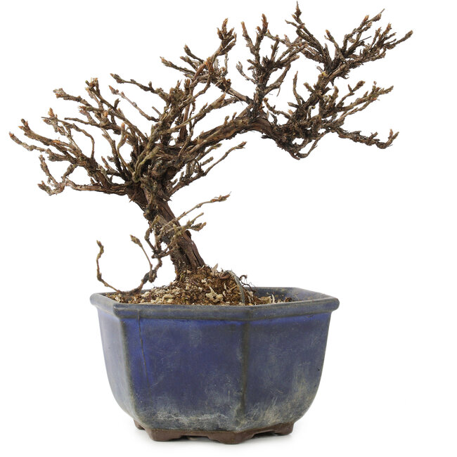 Potentilla fruticosa, 15 cm, ± 8 jaar oud