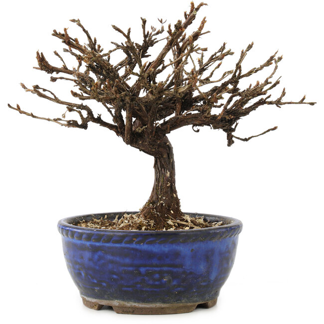 Potentilla fruticosa, 15 cm, ± 8 anni