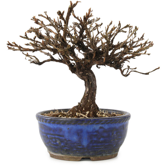 Potentilla fruticosa, 15 cm, ± 8 ans