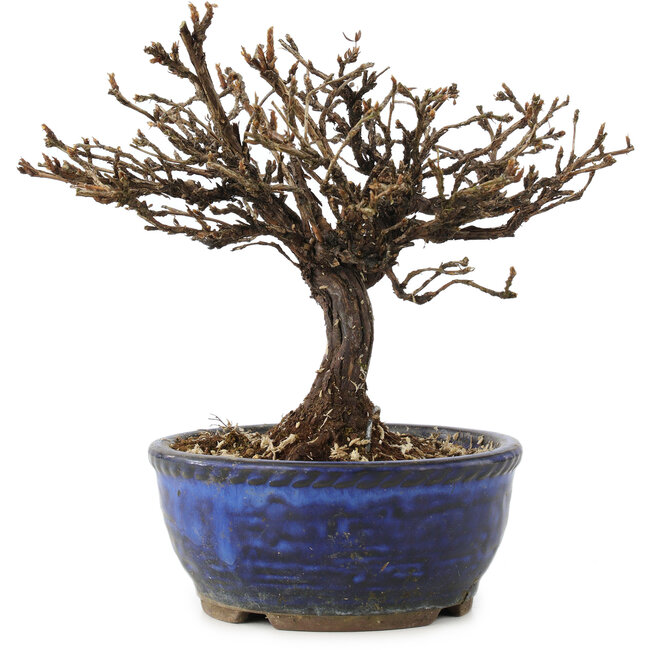 Potentilla fruticosa, 15 cm, ± 8 years old