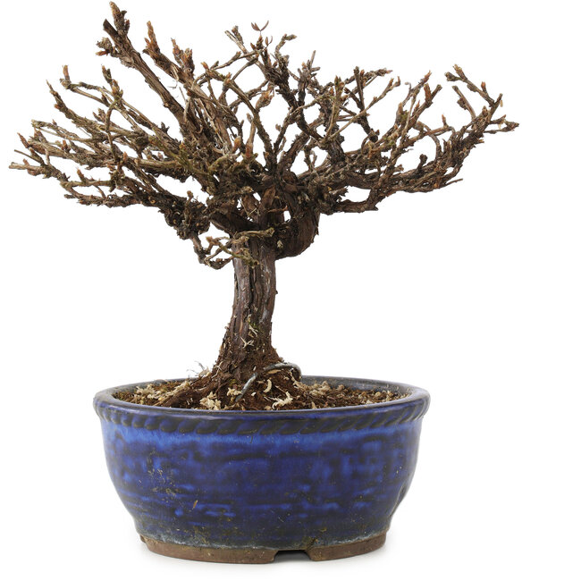 Potentilla fruticosa, 15 cm, ± 8 ans