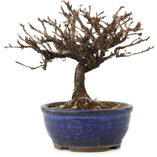 Potentilla fruticosa, 15 cm, ± 8 anni