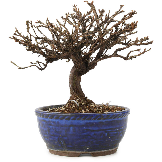 Potentilla fruticosa, 15 cm, ± 8 ans