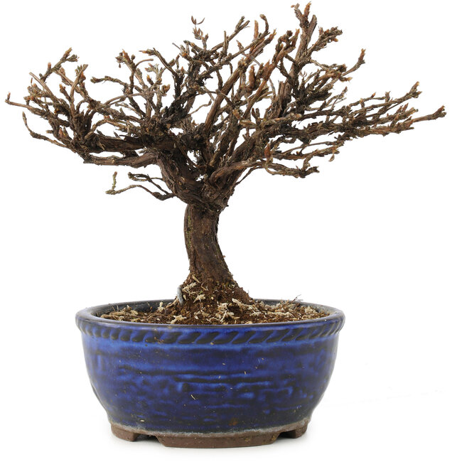 Potentilla fruticosa, 15 cm, ± 8 años