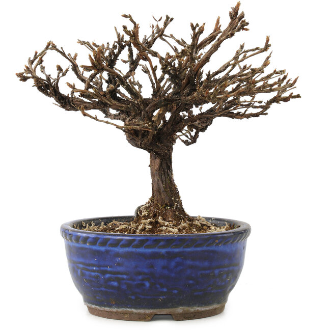 Potentilla fruticosa, 15 cm, ± 8 anni