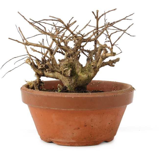 Lagerstroemia indica, 10 cm, ± 20 anni