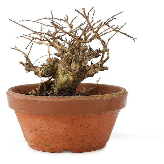 Lagerstroemia indica, 10 cm, ± 20 años