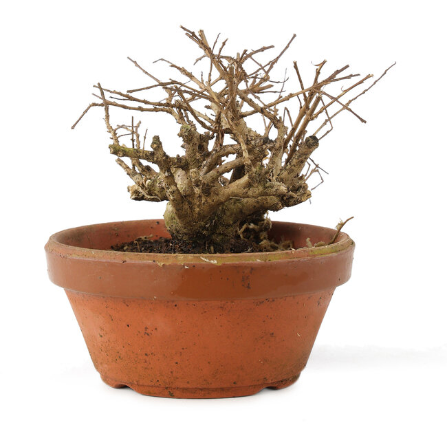 Lagerstroemia indica, 10 cm, ± 20 años