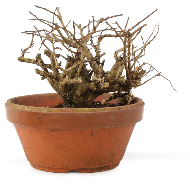 Lagerstroemia indica, 10 cm, ± 20 Jahre alt