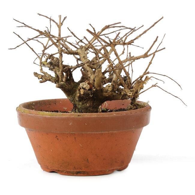 Lagerstroemia indica, 10 cm, ± 20 jaar oud