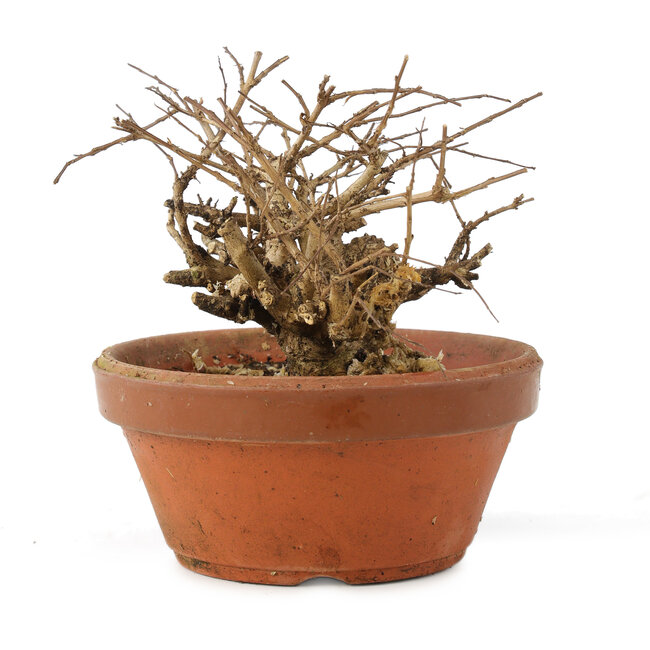 Lagerstroemia indica, 10 cm, ± 20 Jahre alt