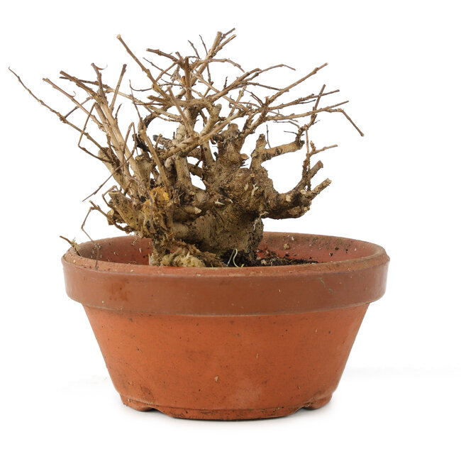 Lagerstroemia indica, 10 cm, ± 20 anni
