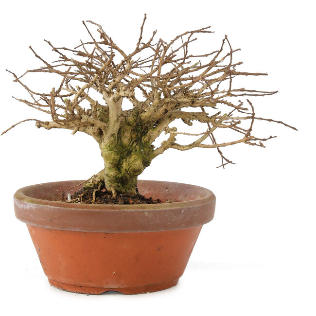 Lagerstroemia indica, 12 cm, ± 20 años