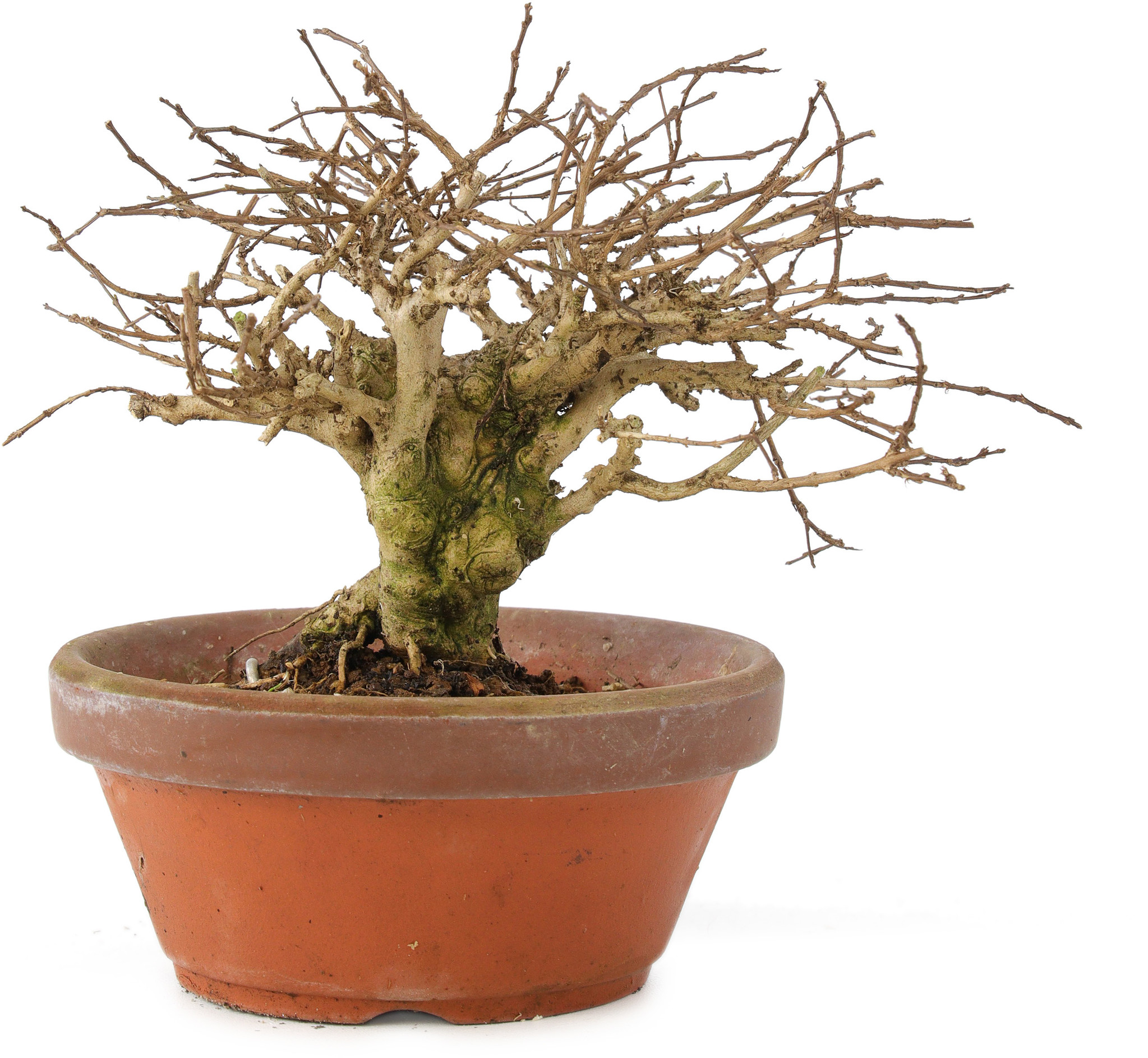 zimmerpflanze bambus Bambus Winter Joy (Fargesia nitida 'Winter Joy') | 60-80 cm im Topf main image 0