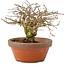 Lagerstroemia indica, 12 cm, ± 20 years old