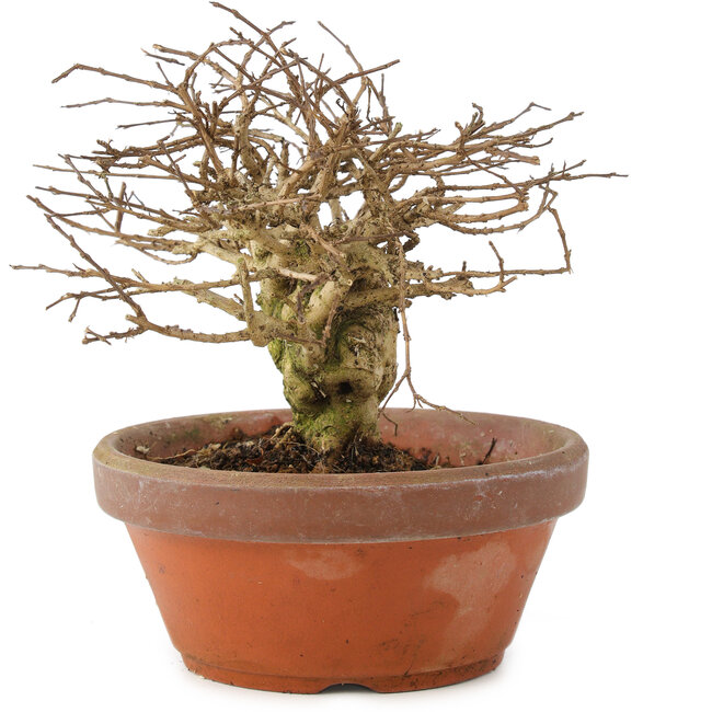 Lagerstroemia indica, 12 cm, ± 20 anni