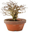 Lagerstroemia indica, 12 cm, ± 20 jaar oud