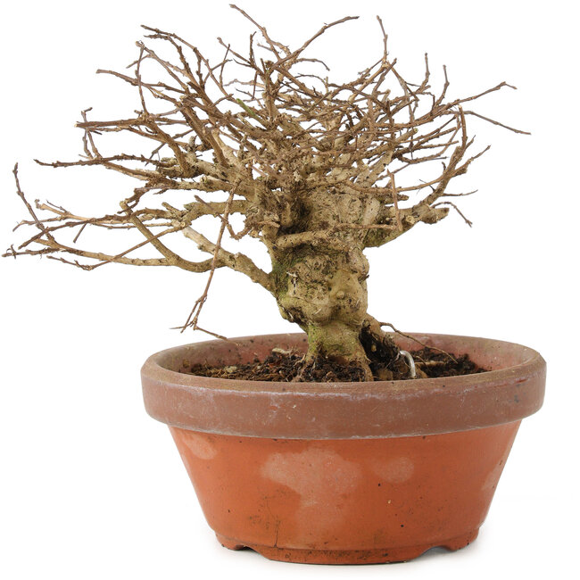 Lagerstroemia indica, 12 cm, ± 20 ans