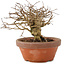 Lagerstroemia indica, 12 cm, ± 20 jaar oud