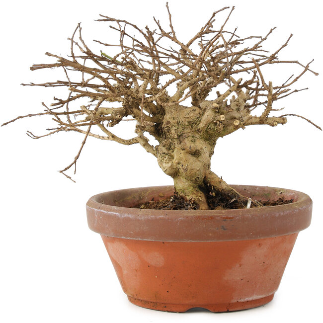 Lagerstroemia indica, 12 cm, ± 20 jaar oud