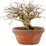 Lagerstroemia indica, 12 cm, ± 20 jaar oud