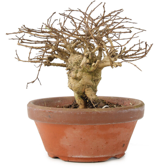 Lagerstroemia indica, 12 cm, ± 20 años