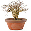 Lagerstroemia indica, 12 cm, ± 20 jaar oud