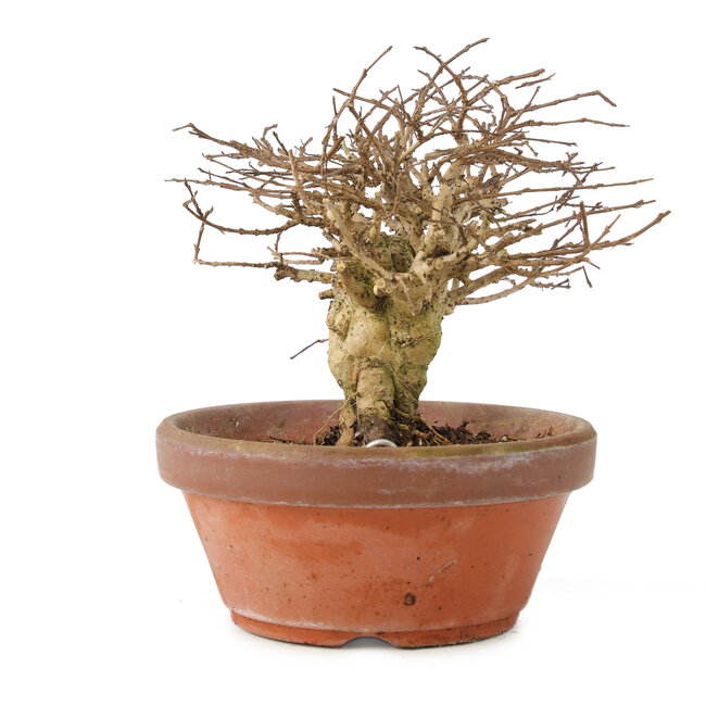 Lagerstroemia indica, 12 cm, ± 20 years old