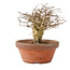 Lagerstroemia indica, 12 cm, ± 20 jaar oud