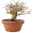 Lagerstroemia indica, 12 cm, ± 20 jaar oud