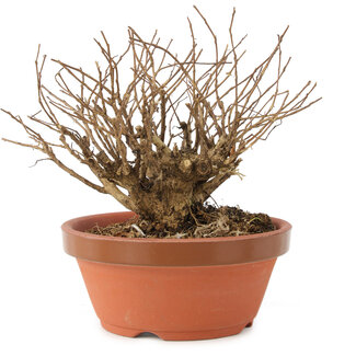 Lagerstroemia indica, 12 cm, ± 20 jaar oud