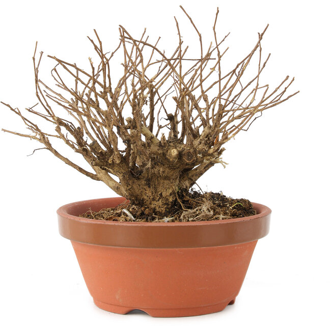 Lagerstroemia indica, 12 cm, ± 20 jaar oud