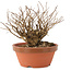 Lagerstroemia indica, 12 cm, ± 20 jaar oud